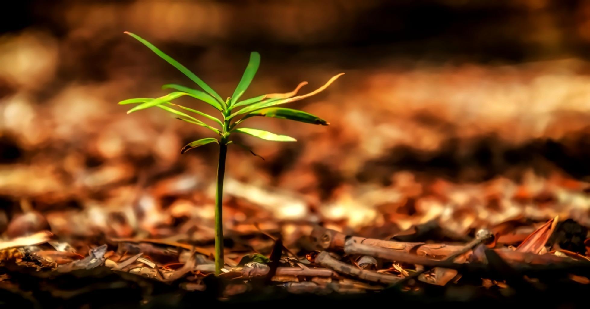 Close-up of tropical vegetation layers in workshop study area