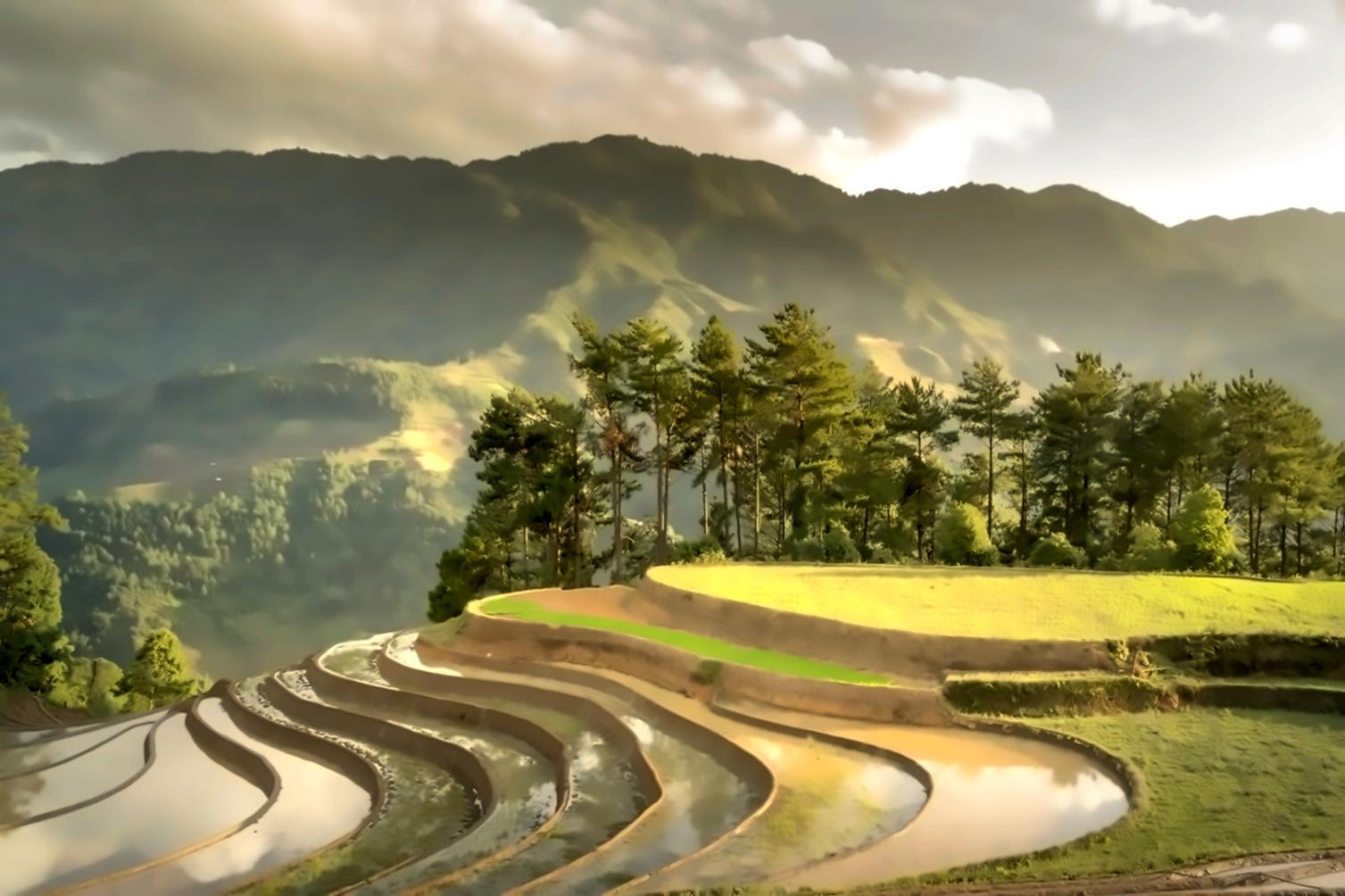 Dense tropical rainforest canopy photographed from below