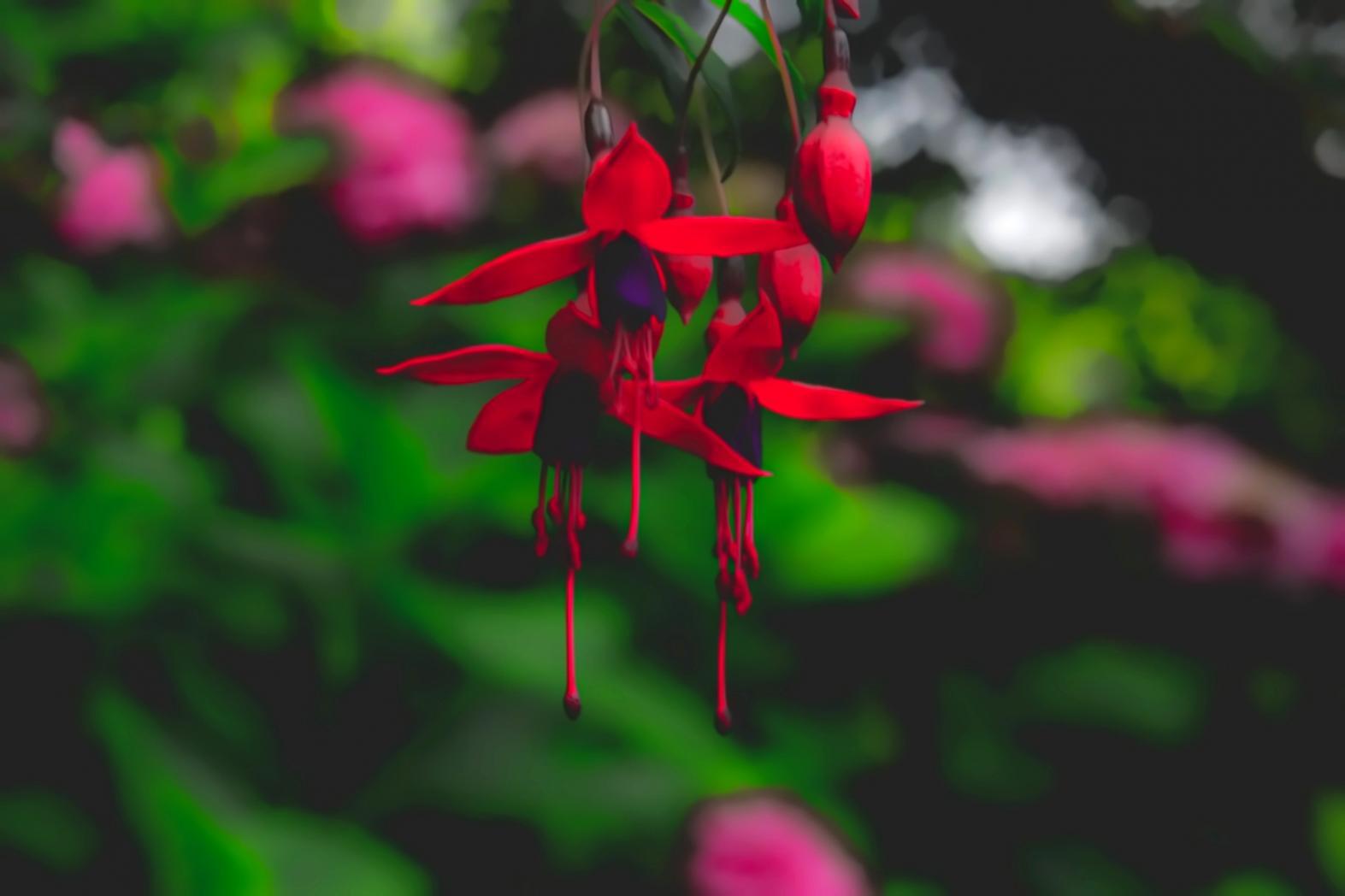 Tropical canopy observation from ground level
